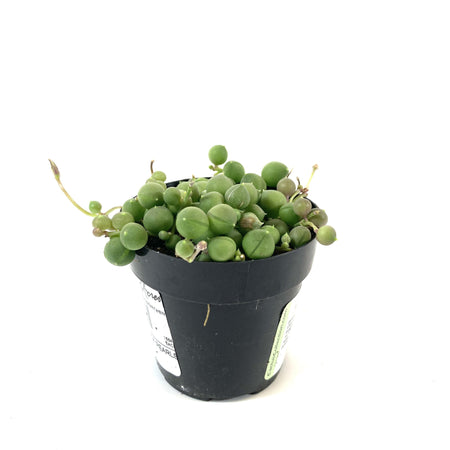 String of Pearls, 2.5in, Senecio Rowleyanus - Floral Acres Greenhouse & Garden Centre