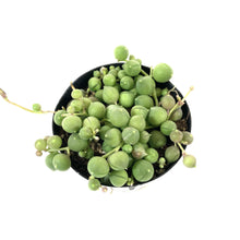 Load image into Gallery viewer, String of Pearls, 2.5in, Senecio Rowleyanus - Floral Acres Greenhouse &amp; Garden Centre
