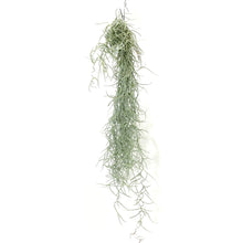 Load image into Gallery viewer, Tillandsia Usenoides, &#39;Spanish Moss&#39;
