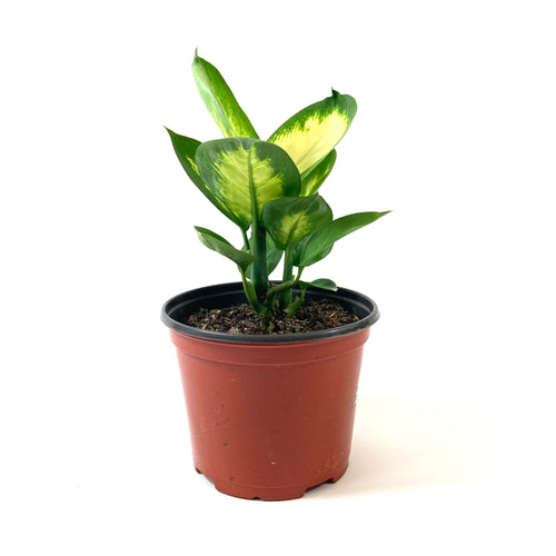 Dieffenbachia, 6in, Tropic Marianne - Floral Acres Greenhouse & Garden Centre