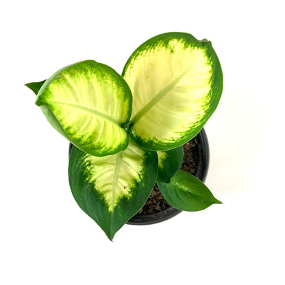 Dieffenbachia, 6in, Tropic Marianne - Floral Acres Greenhouse & Garden Centre