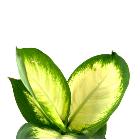 Dieffenbachia, 6in, Tropic Marianne - Floral Acres Greenhouse & Garden Centre