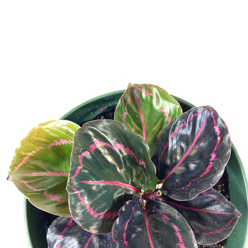 Calathea, 6in, Dottie - Floral Acres Greenhouse & Garden Centre