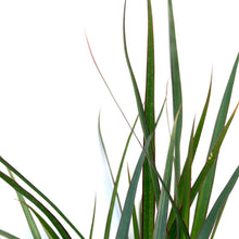 Load image into Gallery viewer, Dracaena, 12in, Marginata Flat Weave Braid - Floral Acres Greenhouse &amp; Garden Centre

