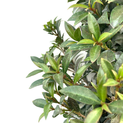Bonsai, 17in, Eugenia Globulus Cone - Floral Acres Greenhouse & Garden Centre