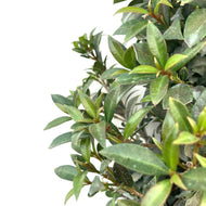 Bonsai, 17in, Eugenia Globulus Cone - Floral Acres Greenhouse & Garden Centre