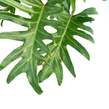 Philodendron, 14in, Xanadu