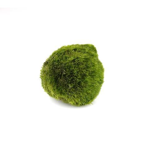 Moss Balls, 1.5in, Marimo - Floral Acres Greenhouse & Garden Centre