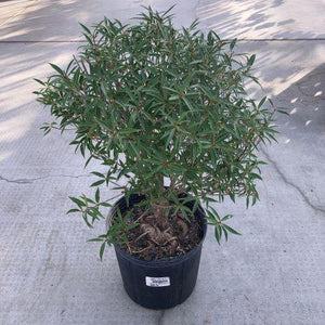 Bonsai, 10in, Ficus Nerifolia - Floral Acres Greenhouse & Garden Centre