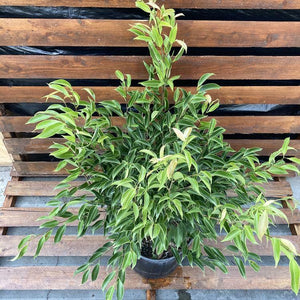 Bonsai, 10in, Ficus Oriental - Floral Acres Greenhouse & Garden Centre