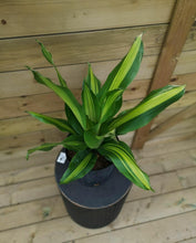Load image into Gallery viewer, Dracaena, 10in, Golden Heart - Floral Acres Greenhouse &amp; Garden Centre
