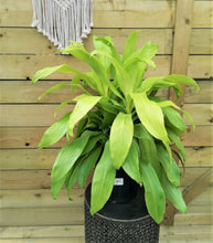 Load image into Gallery viewer, Dracaena, 10in, Limelight - Floral Acres Greenhouse &amp; Garden Centre
