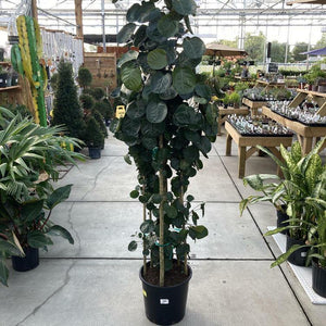 Aralia, 14in, Fabian Stump Staggered - Floral Acres Greenhouse & Garden Centre