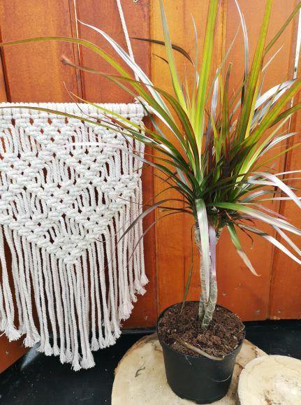 dracaena marginata braid Dracaena, 6in, Marginata Braid – Floral Acres Greenhouse & Garden Centre