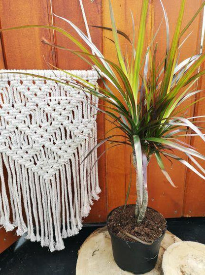 Dracaena, 6in, Marginata Braid - Floral Acres Greenhouse & Garden Centre