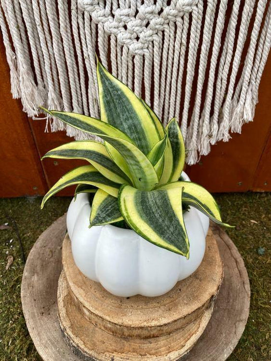 Sansevieria Planter, Abundance - Floral Acres Greenhouse & Garden Centre
