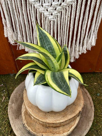 Sansevieria Planter, Abundance - Floral Acres Greenhouse & Garden Centre