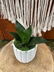 Sansevieria Planter, Maize - Floral Acres Greenhouse & Garden Centre