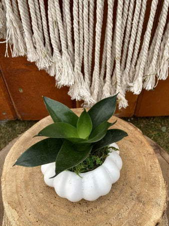 Sansevieria Planter, Avant Gourde - Floral Acres Greenhouse & Garden Centre