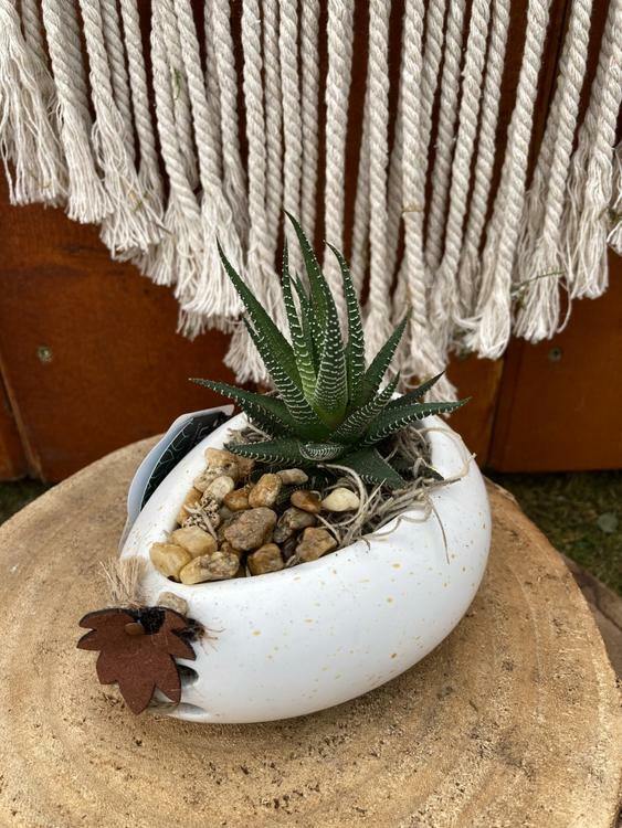 Succulent Planter, Bountiful - Floral Acres Greenhouse & Garden Centre
