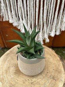 Succulent Planter, Tree Limbs - Floral Acres Greenhouse & Garden Centre