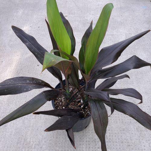 Cordyline, 10in, Black Magic - Floral Acres Greenhouse & Garden Centre