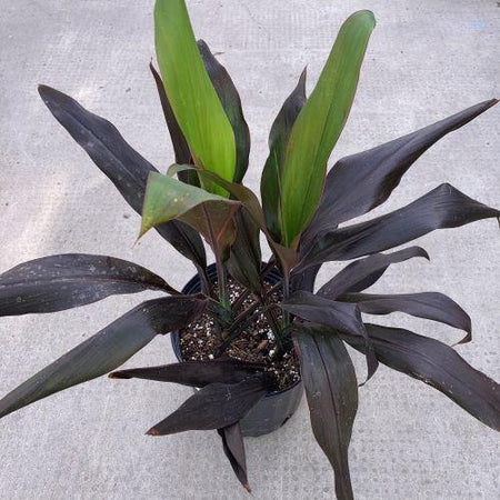 Cordyline, 10in, Black Magic - Floral Acres Greenhouse & Garden Centre