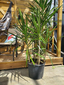 Dracaena, 14in, Marginata - Floral Acres Greenhouse & Garden Centre