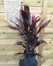 Load image into Gallery viewer, Cordyline, 10in, Florica/Florida - Floral Acres Greenhouse &amp; Garden Centre
