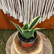 Load image into Gallery viewer, Sansevieria, 4in, Black Gold Compacta - Floral Acres Greenhouse &amp; Garden Centre
