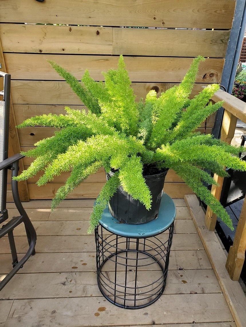 Fern, 10in, Foxtail - Floral Acres Greenhouse & Garden Centre