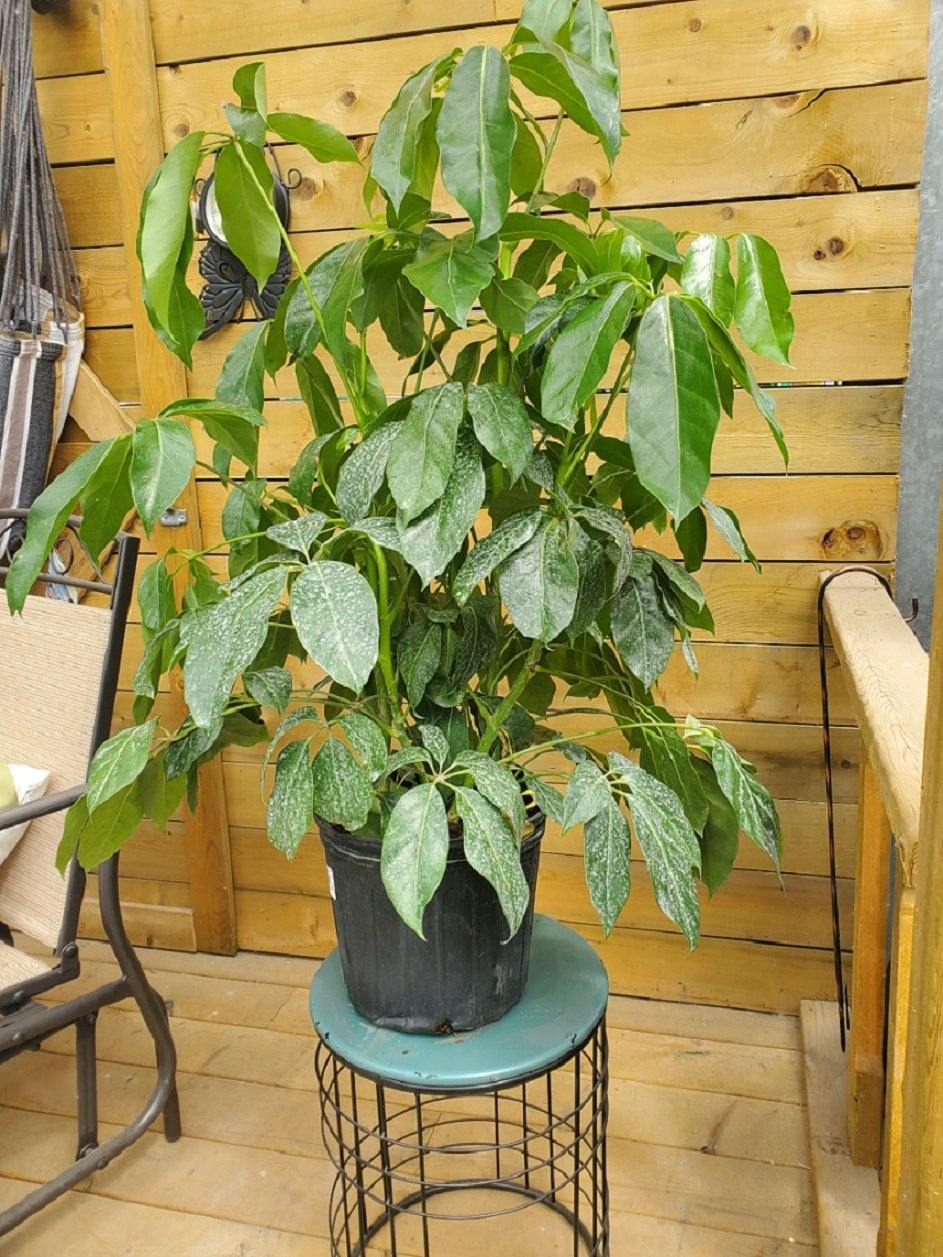 Schefflera, 10in, Amate - Floral Acres Greenhouse & Garden Centre