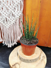 Load image into Gallery viewer, Sansevieria, 6in, Fernwood - Floral Acres Greenhouse &amp; Garden Centre
