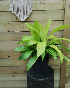 Dracaena, 8in, Limelight - Floral Acres Greenhouse & Garden Centre