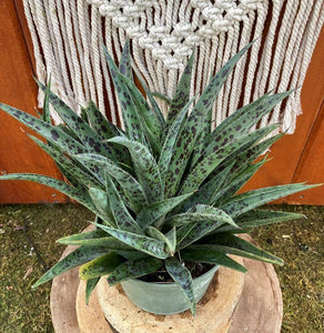 Mangave, 6in, Pineapple Express - Floral Acres Greenhouse & Garden Centre