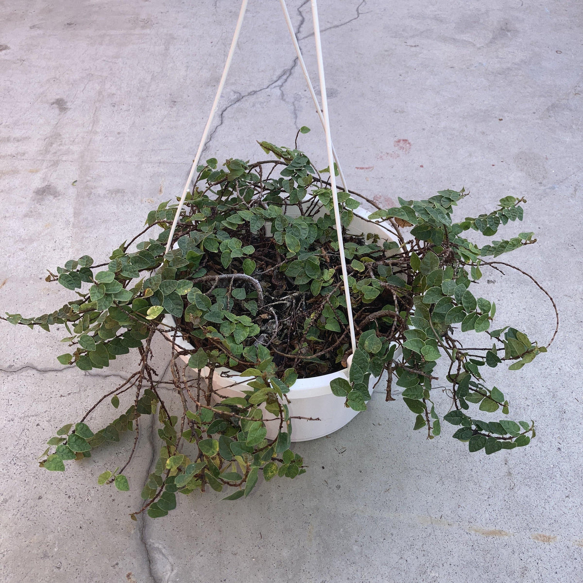 Ficus, 8in, Repens Green, Hanging Basket - Floral Acres Greenhouse & Garden Centre