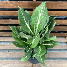 Load image into Gallery viewer, Dieffenbachia, 10in, Sterling - Floral Acres Greenhouse &amp; Garden Centre
