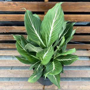 Dieffenbachia, 10in, Sterling - Floral Acres Greenhouse & Garden Centre