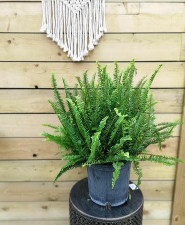 Fern, 10in, Kimberly - Floral Acres Greenhouse & Garden Centre