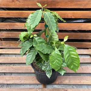 Coffee Plant, 10in, Arabica - Floral Acres Greenhouse & Garden Centre