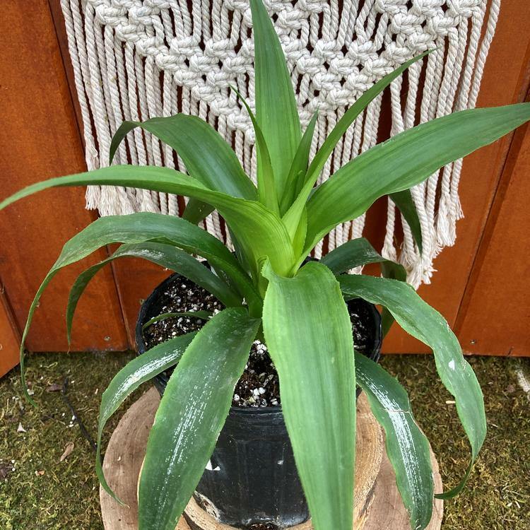 Pineapple, 6in, Gold Elite - Floral Acres Greenhouse & Garden Centre