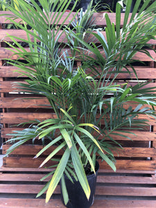 Palm, 10in, Cataractarum - Floral Acres Greenhouse & Garden Centre