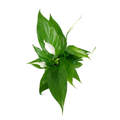 Spathiphyllum, 4in, Peace Lily - Floral Acres Greenhouse & Garden Centre