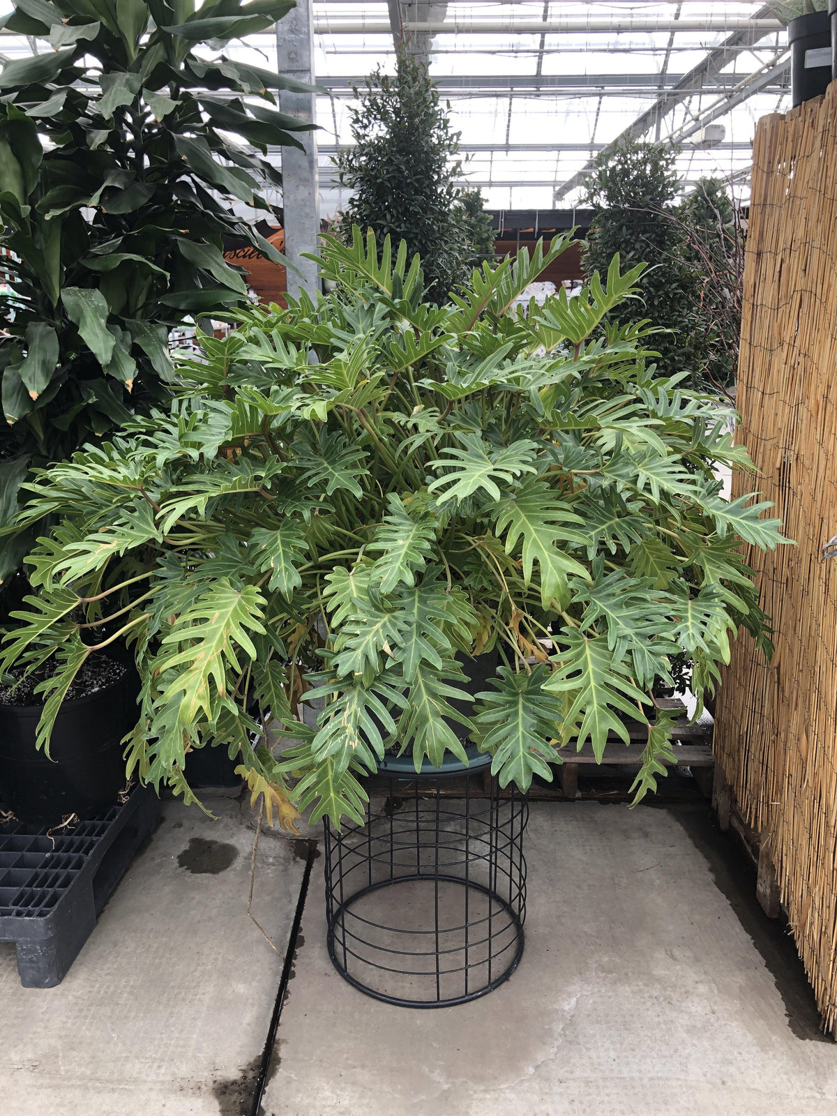 Philodendron, 14in, Xanadu - Floral Acres Greenhouse & Garden Centre