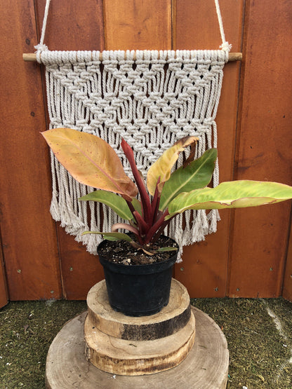 Philodendron, 6in, Prince of Orange - Floral Acres Greenhouse & Garden Centre