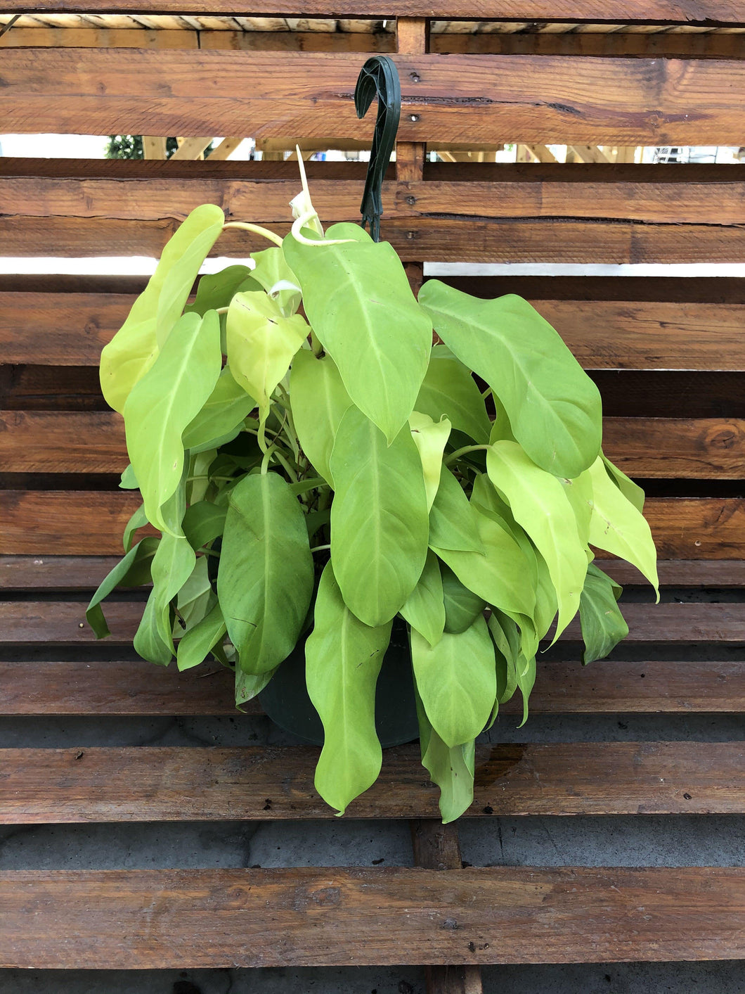 Philodendron, 10in, Lemon Lime - Floral Acres Greenhouse & Garden Centre