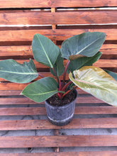 Load image into Gallery viewer, Philodendron, 10in, Rojo Congo - Floral Acres Greenhouse &amp; Garden Centre
