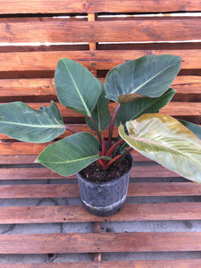 Philodendron, 10in, Rojo Congo - Floral Acres Greenhouse & Garden Centre