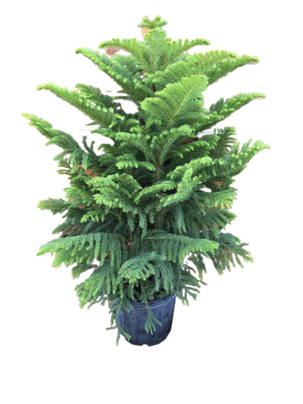 Pine, 10in, Norfolk Island