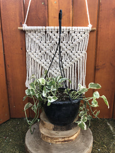Pothos, 8in Hanging Basket, Pearls & Jade - Floral Acres Greenhouse & Garden Centre